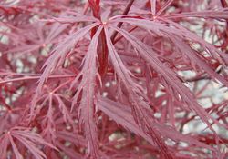 Acer palmatum dissectum 'Red Dragon' — photo 5